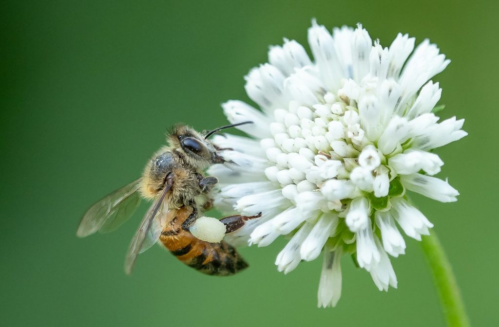 An Image of a bee on a flower, by William Warby