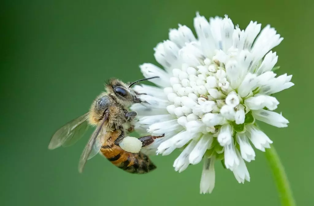 An Image of a bee on a flower, by William Warby