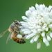 An Image of a bee on a flower, by William Warby