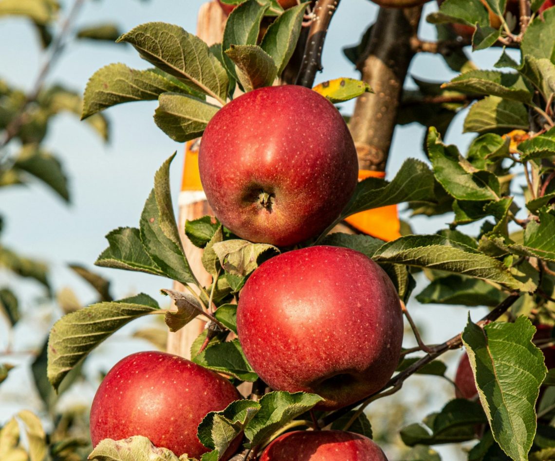 Apples on a tree, by Marek Studzinski