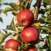 Apples on a tree, by Marek Studzinski