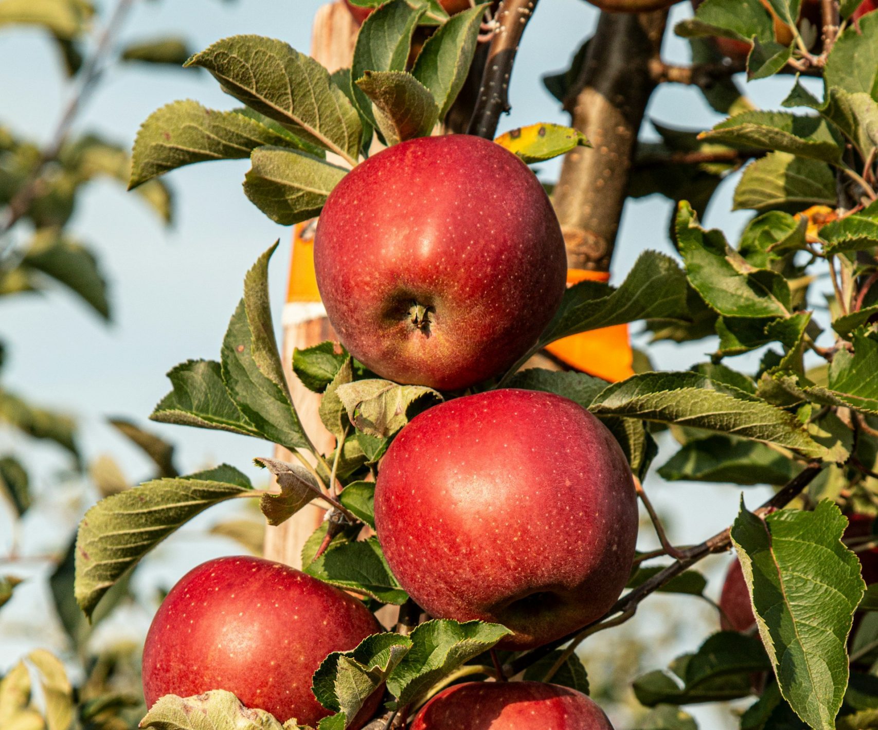 Apples on a tree, by Marek Studzinski